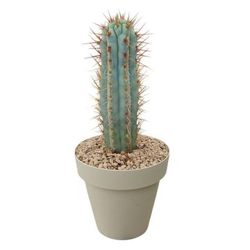 Browningia hertlingiana