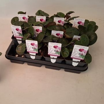 Cyclamen coum GREEN LEAF MIX