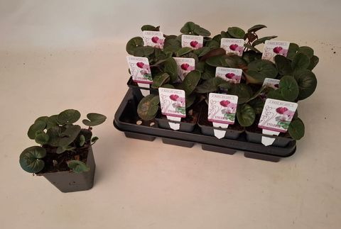 Cyclamen coum GREEN LEAF MIX