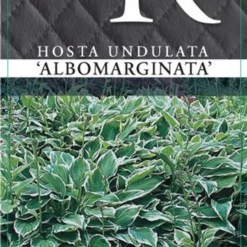 Hosta 'Albomarginata'
