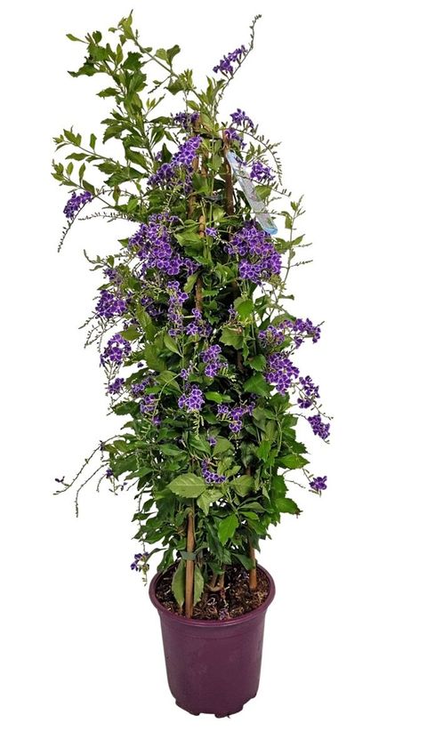Duranta erecta