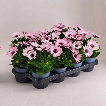 Osteospermum SEÑORITA QUINTY