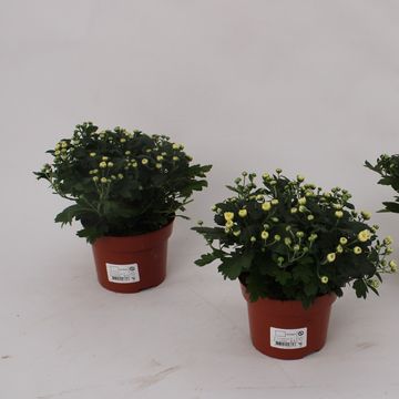 Chrysanthemum 'Braque White'