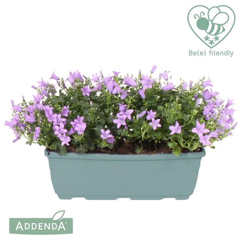 Campanula portenschlagiana 'Ambella Lavender'