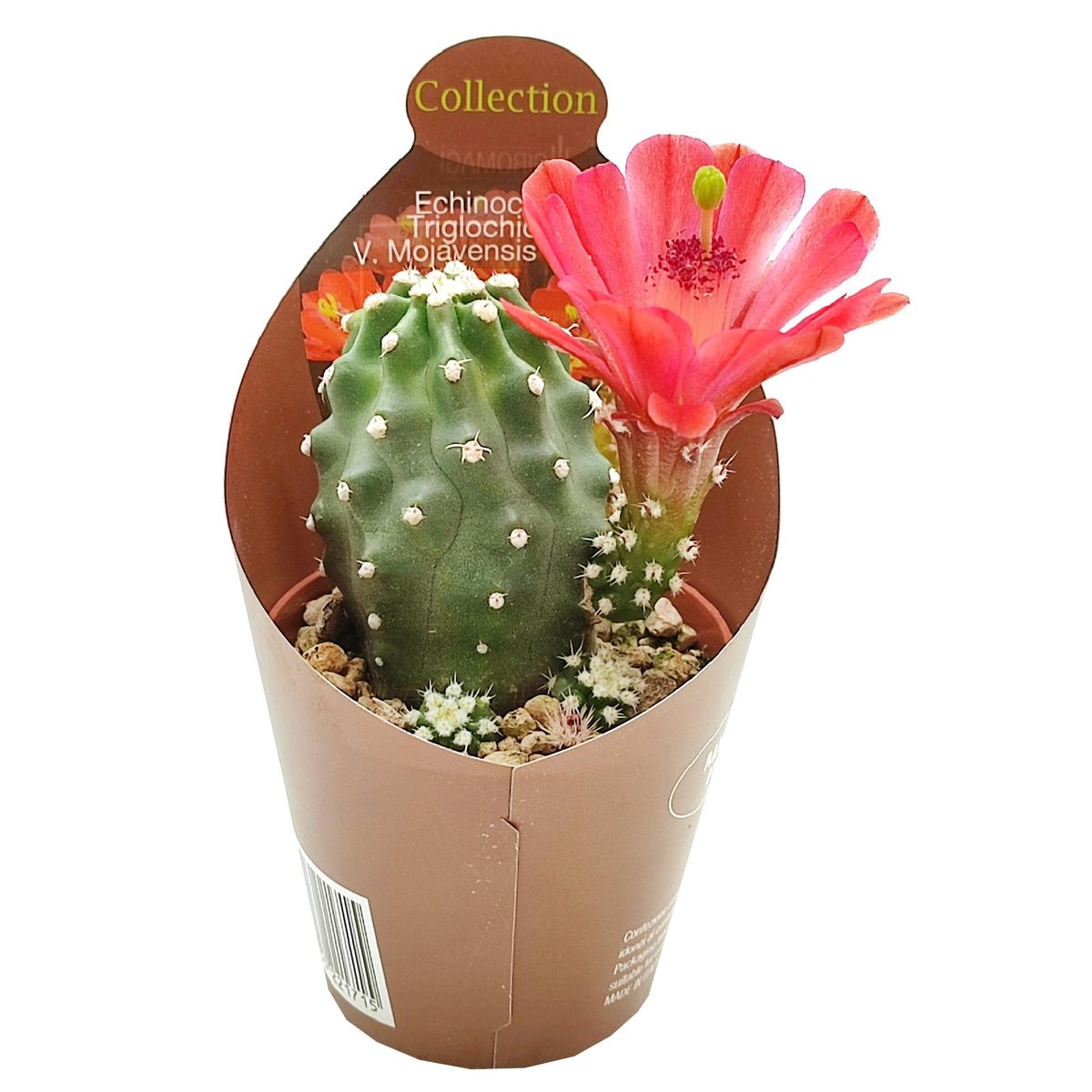 Echinocereus triglochidiatus mojavensis f. inermis  Plant Wholesale  FlorAccess