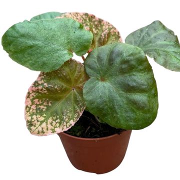 Begonia 'Midnight Sun'