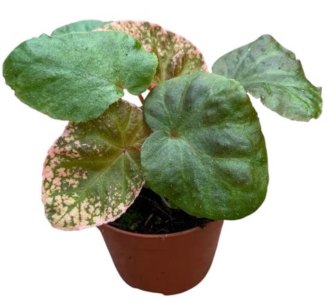 Begonia 'Midnight Sun'