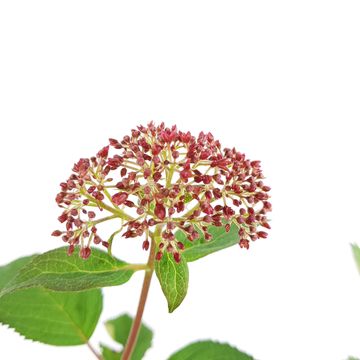 Hydrangea arborescens RUBY ANNABELLE