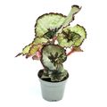 Begonia 'Spirit of Java'