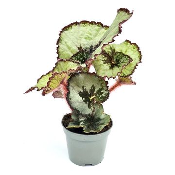 Begonia 'Spirit of Java'