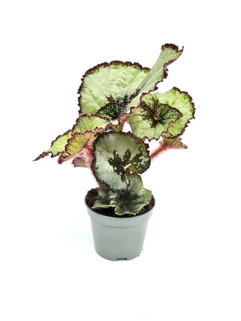 Begonia 'Spirit of Java'