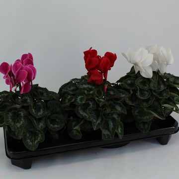 Cyclamen persicum HALIOS MIX
