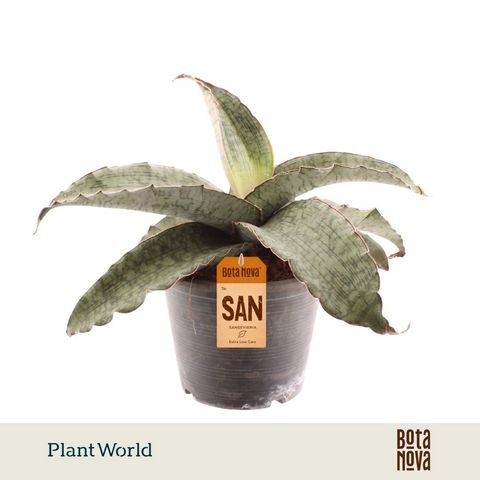 Sansevieria kirkii 'Silver Blue'