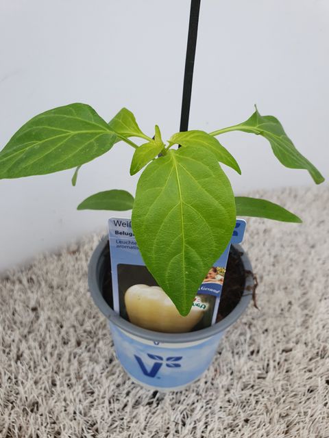 Капсикум однолетний 'Beluga White'