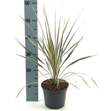 Cordyline australis 'Torbay Dazzler'