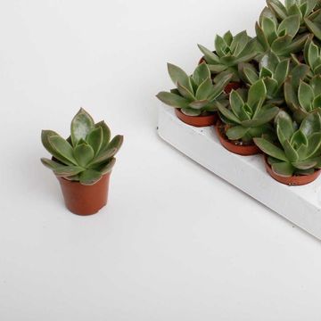 Echeveria 'Mexico'
