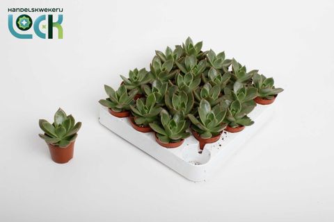 Echeveria 'Mexico'