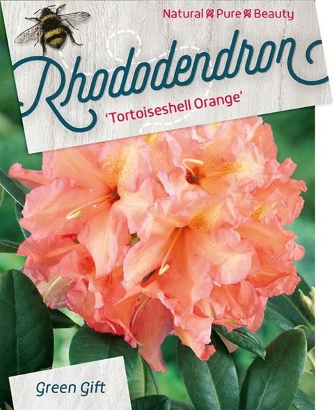 Rhododendron 'Tortoiseshell Orange'