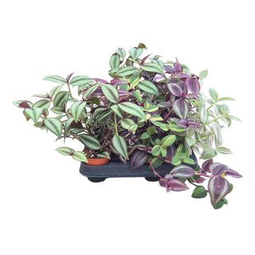 Tradescantia MIX
