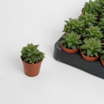 Haworthia cymbiformis