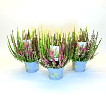 Calluna vulgaris BEAUTY LADIES MIX IN POT