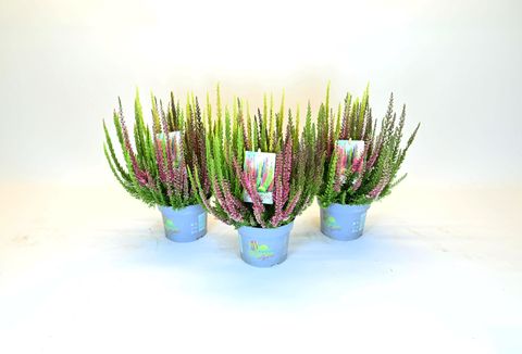 Calluna vulgaris BEAUTY LADIES MIX IN POT
