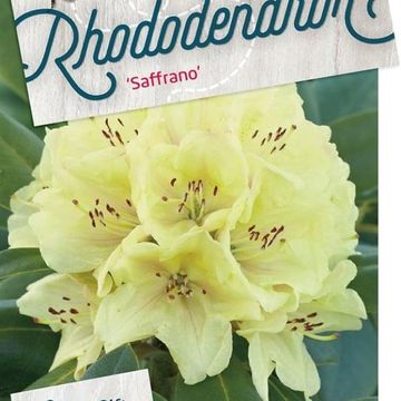 Rhododendron 'Saffrano'