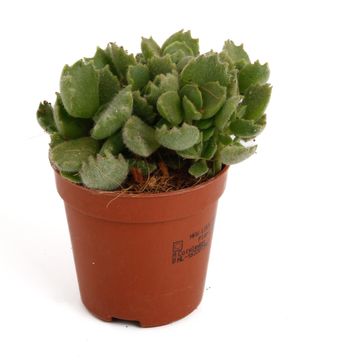 Cotyledon ladismithiensis 'Tanz'