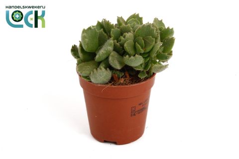 Cotyledon ladismithiensis 'Tanz'