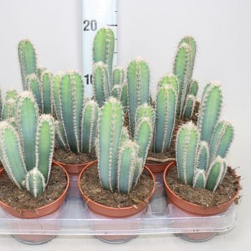 Cereus forbesii