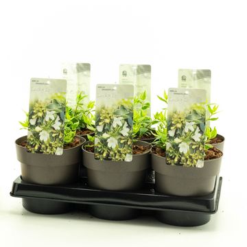 Abelia x grandiflora LUCKY LOTS