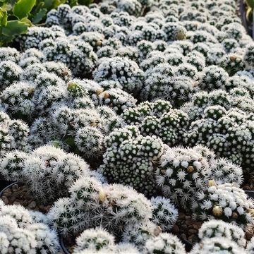 Mammillaria vetula gracilis 'Arizona Snowcap'