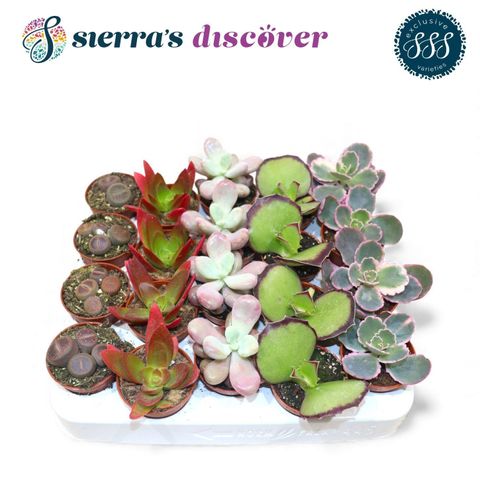 Succulente MIX