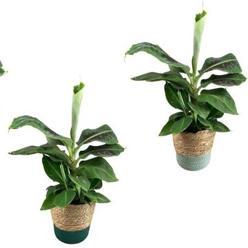 Musa 'Dwarf Cavendish'