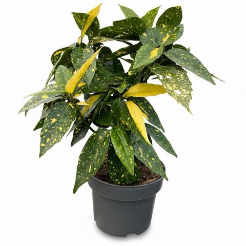 Aucuba japonica 'Crotonifolia'