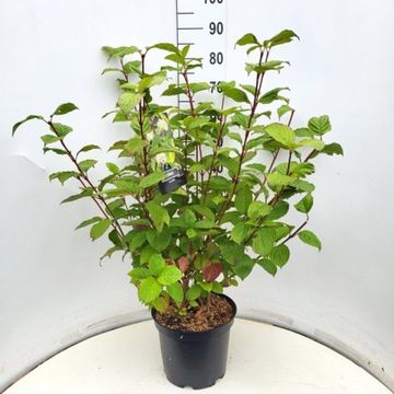 Cornus alba 'Sibirica'