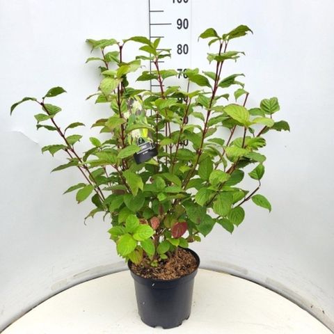 Cornus alba 'Sibirica'