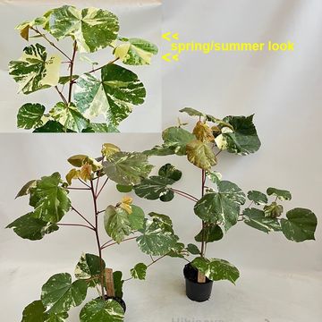 Hibiscus tilliaceus 'Variegata'