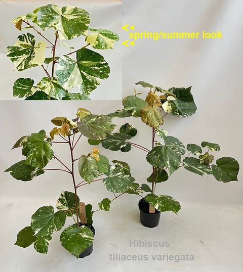Hibiscus tilliaceus 'Variegata'