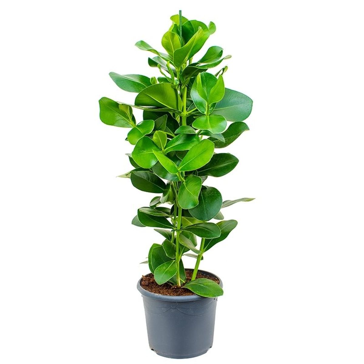 Clusia rosea — Plant Wholesale FlorAccess
