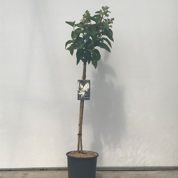 Hydrangea paniculata CANDLELIGHT