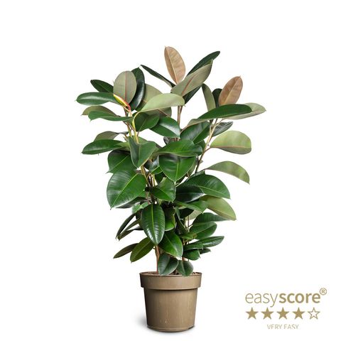 Ficus elastica 'Robusta'