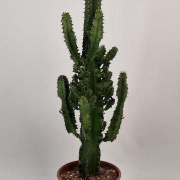 Euphorbia erythraea