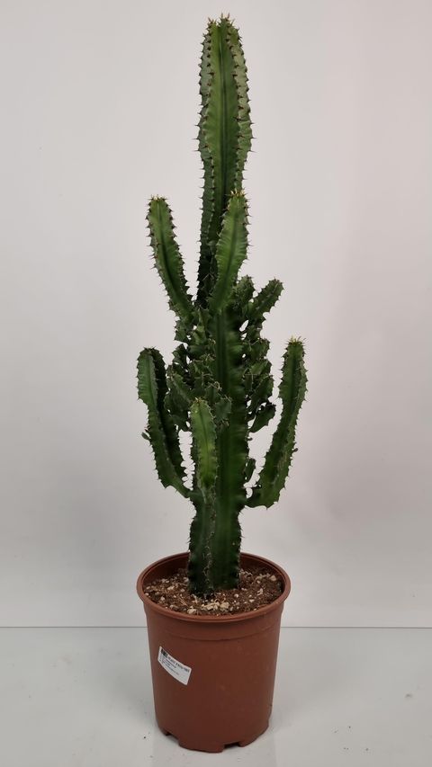 Euphorbia erythraea