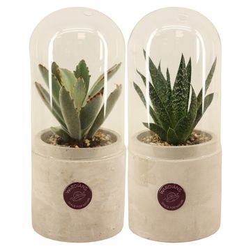 Arrangement Terrarium