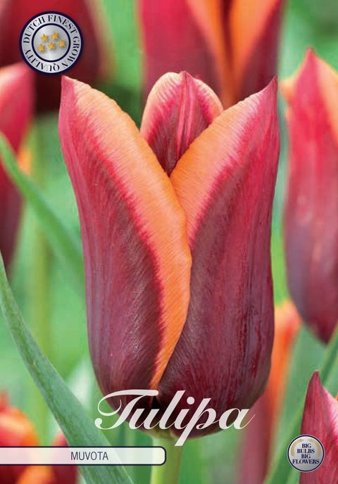 Tulipa 'Muvota'