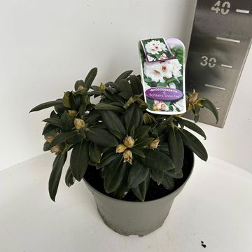 Rhododendron 'Bohlken's Snow Fire' (Y)