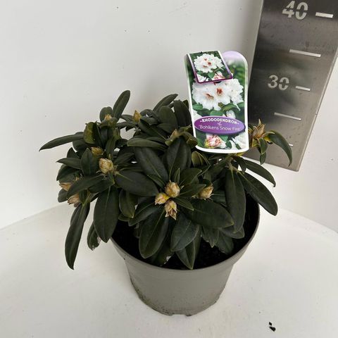 Rhododendron 'Bohlken's Snow Fire' (Y)