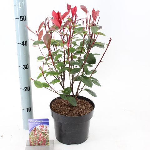 Photinia x fraseri CARRÉ ROUGE