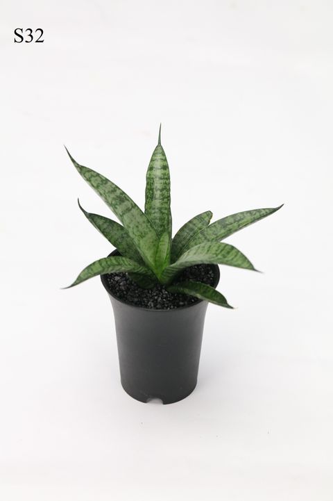 Sansevieria 'Comet Rocky Mountains'